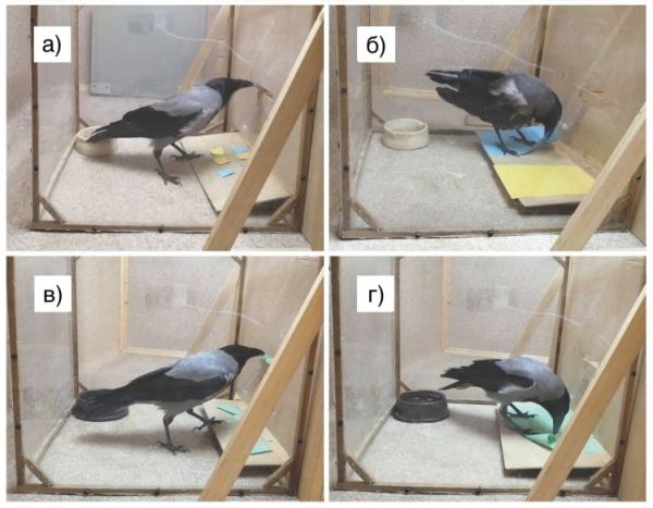 Вороны запоминают, как изготавливать предметы, – ученые МГУ